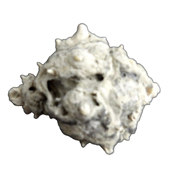 Unique Gray Conch Fossil Seashell Sea Shell Whelk Nautical Crafting Real Beach - Picture 4 of 6